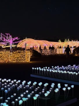 東京メガイルミに投稿された画像（2024/12/22）