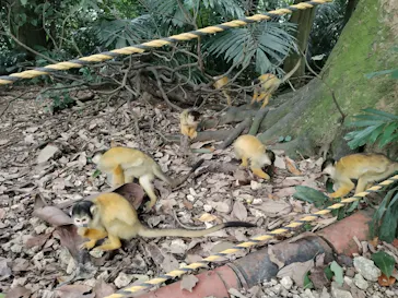 石垣やいま村に投稿された画像（2024/12/22）