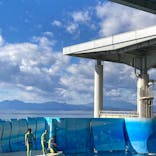 新江ノ島水族館に投稿された画像（2024/12/22）