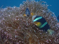 伊豆高原ダイビングスクール 渋谷店に投稿された画像（2024/12/22）