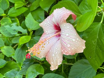 アロハガーデンたてやまに投稿された画像（2024/12/22）