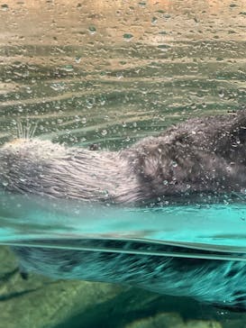 マリンワールド海の中道に投稿された画像（2024/12/22）