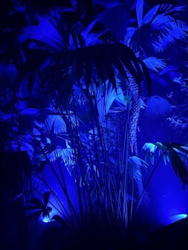 京都府立植物園　LIGHT CYCLES KYOTOに投稿された画像（2024/12/22）