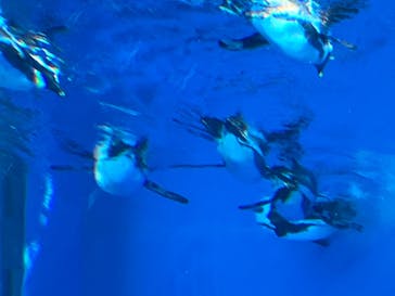 サンシャイン水族館に投稿された画像（2024/12/22）