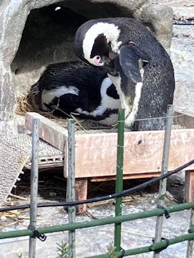 サンシャイン水族館に投稿された画像（2024/12/22）