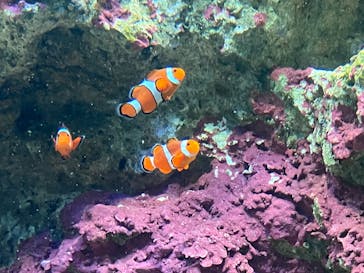 サンシャイン水族館に投稿された画像（2024/12/22）