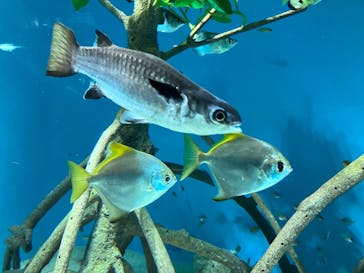 サンシャイン水族館に投稿された画像（2024/12/22）