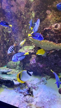 沖縄美ら海水族館に投稿された画像（2024/12/22）