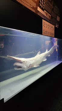 沖縄美ら海水族館に投稿された画像（2024/12/22）