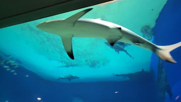 沖縄美ら海水族館に投稿された画像（2024/12/22）