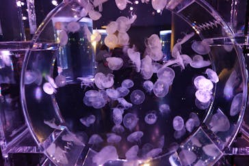 マクセル アクアパーク品川に投稿された画像（2024/12/22）