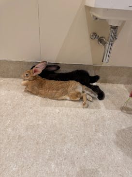 アニタッチららぽーと名古屋みなとアクルスに投稿された画像（2024/12/22）