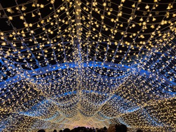 東京メガイルミに投稿された画像（2024/12/22）