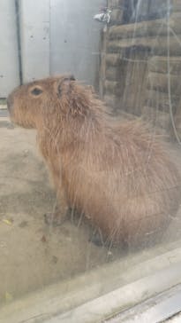 世界淡水魚園水族館　アクア・トトぎふに投稿された画像（2024/12/22）