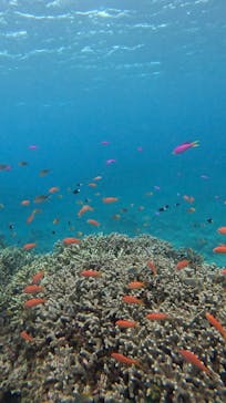  マリンショップHAPPYに投稿された画像（2024/12/22）