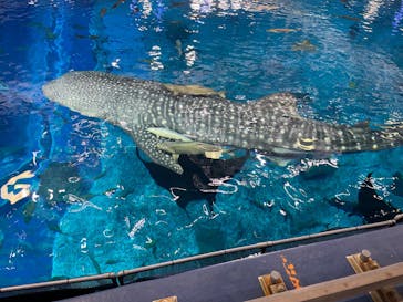 沖縄美ら海水族館（館内体験）に投稿された画像（2024/12/22）