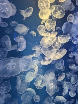 鴨川シーワールドに投稿された画像（2024/12/22）