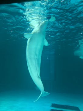 鴨川シーワールドに投稿された画像（2024/12/22）