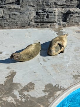 鴨川シーワールドに投稿された画像（2024/12/22）