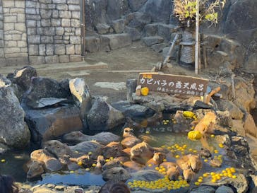 伊豆シャボテン動物公園に投稿された画像（2024/12/22）