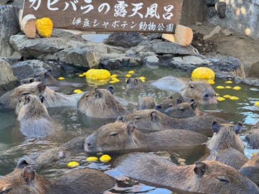 伊豆シャボテン動物公園に投稿された画像（2024/12/22）
