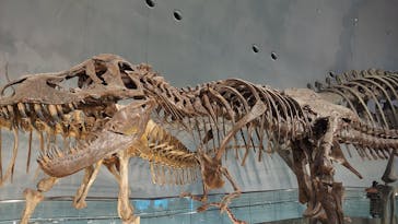 福井県立恐竜博物館に投稿された画像（2024/12/22）