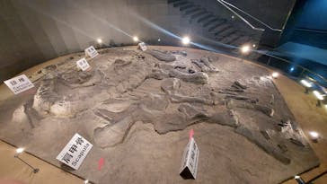 福井県立恐竜博物館に投稿された画像（2024/12/22）