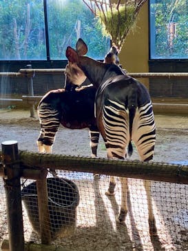よこはま動物園ズーラシアに投稿された画像（2024/12/22）