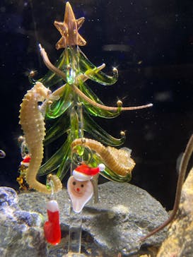 新江ノ島水族館に投稿された画像（2024/12/22）