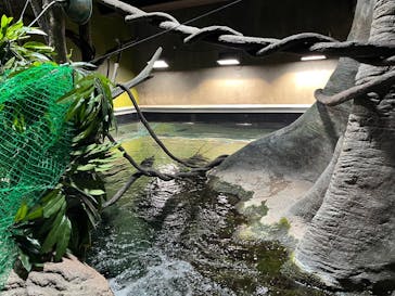 世界淡水魚園水族館　アクア・トトぎふに投稿された画像（2024/12/22）