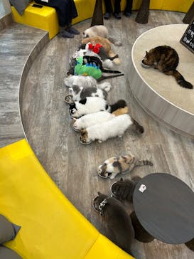 猫カフェモカ 京都河原町店に投稿された画像（2024/12/22）