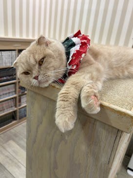 猫カフェモカ 京都河原町店に投稿された画像（2024/12/22）