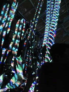 京都府立植物園　LIGHT CYCLES KYOTOに投稿された画像（2024/12/22）