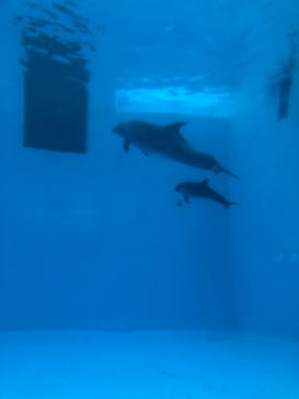 名古屋港水族館に投稿された画像（2024/12/22）