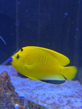 マクセル アクアパーク品川に投稿された画像（2024/12/22）