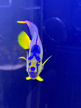 マクセル アクアパーク品川に投稿された画像（2024/12/22）