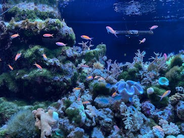 マクセル アクアパーク品川に投稿された画像（2024/12/22）