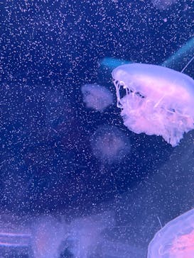 京都水族館に投稿された画像（2024/12/22）