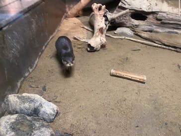 世界淡水魚園水族館　アクア・トトぎふに投稿された画像（2024/12/22）