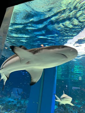 マクセル アクアパーク品川に投稿された画像（2024/12/22）