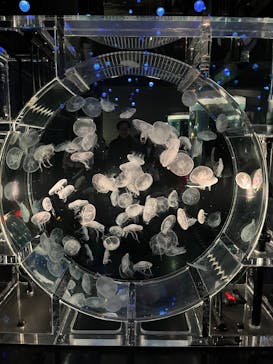 マクセル アクアパーク品川に投稿された画像（2024/12/22）