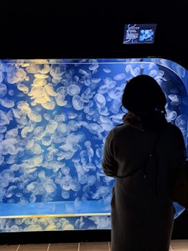 鴨川シーワールドに投稿された画像（2024/12/22）