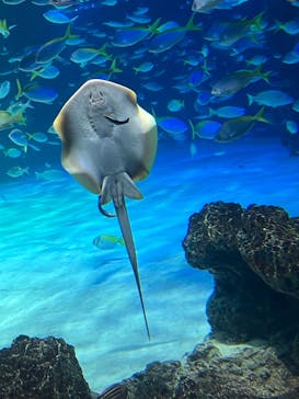 サンシャイン水族館に投稿された画像（2024/12/22）
