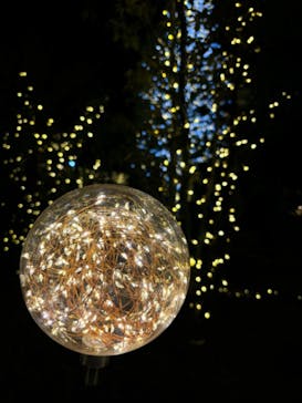 いばらきフラワーパークに投稿された画像（2024/12/22）