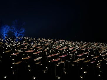 いばらきフラワーパークに投稿された画像（2024/12/22）