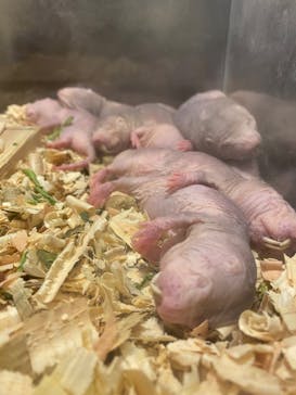 伊豆シャボテン動物公園に投稿された画像（2024/12/22）