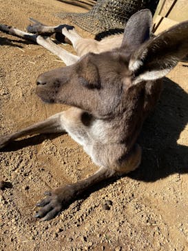 伊豆シャボテン動物公園に投稿された画像（2024/12/22）