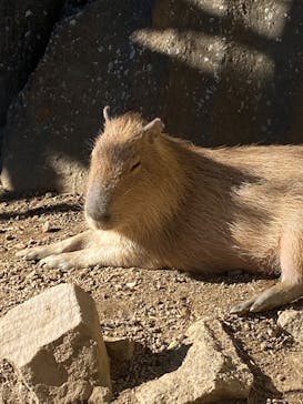 伊豆シャボテン動物公園に投稿された画像（2024/12/22）