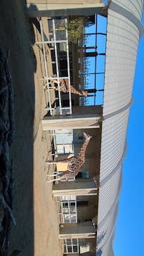 霞ケ浦 どうぶつとみんなのいえに投稿された画像（2024/12/23）