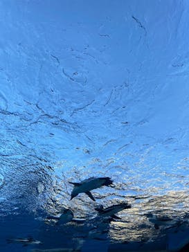 サンシャイン水族館に投稿された画像（2024/12/23）